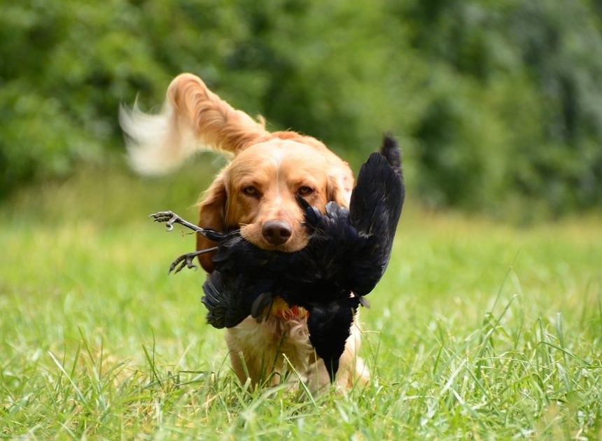 Constructing a Bond: How Canine Coaching Strengthens the Proprietor-Pet Relationship